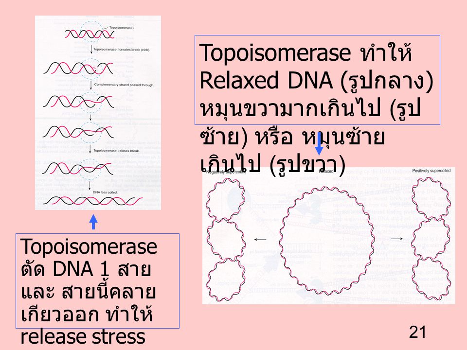 Topoisomerase ทำให้ Relaxed DNA (รูปกลาง) หมุนขวามากเกินไป (รูปซ้าย) หรือ หมุนซ้ายเกินไป (รูปขวา)