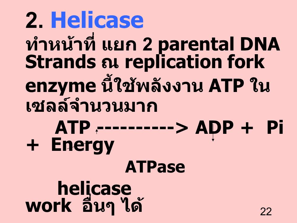 2. Helicase ทำหน้าที่ แยก 2 parental DNA Strands ณ replication fork