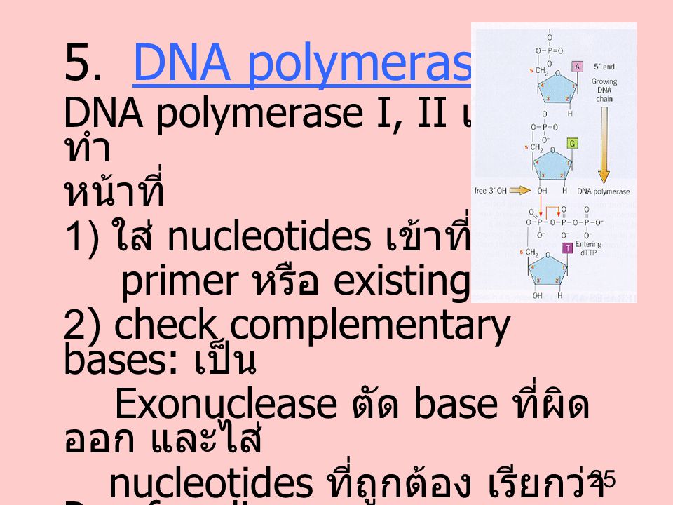 5. DNA polymerase DNA polymerase I, II และ III ทำ หน้าที่