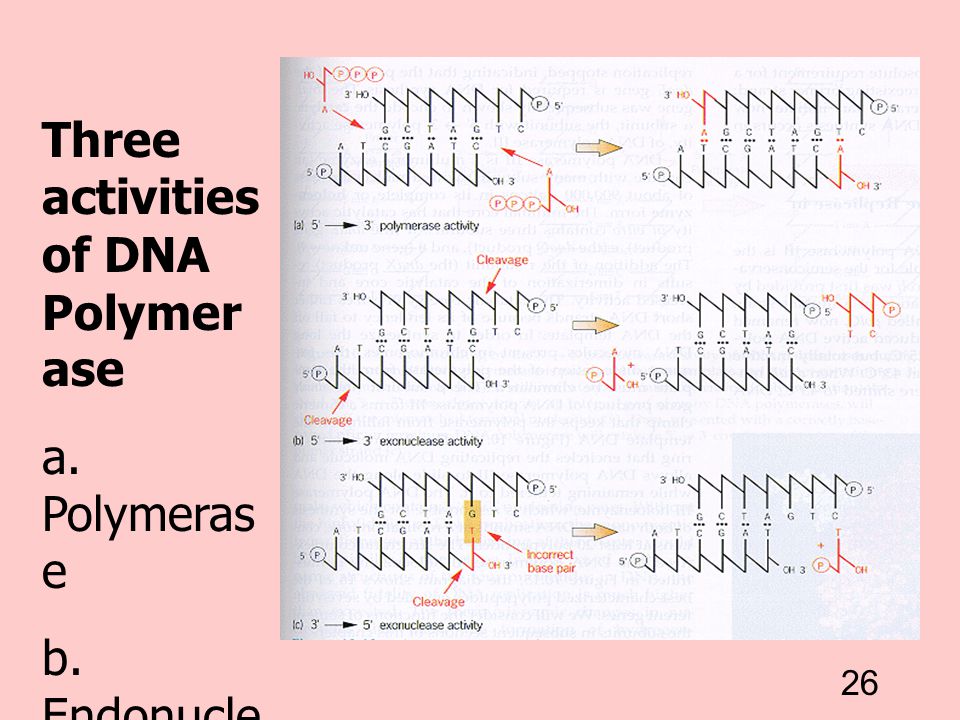 Three activities of DNA Polymerase