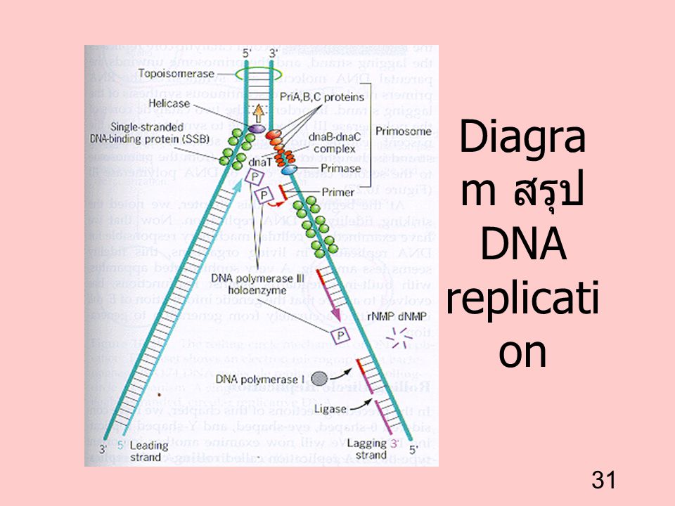 Diagram สรุป DNA replication