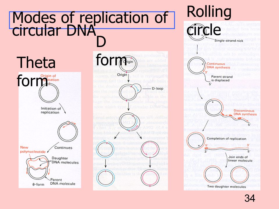 Rolling circle Modes of replication of circular DNA D form Theta form