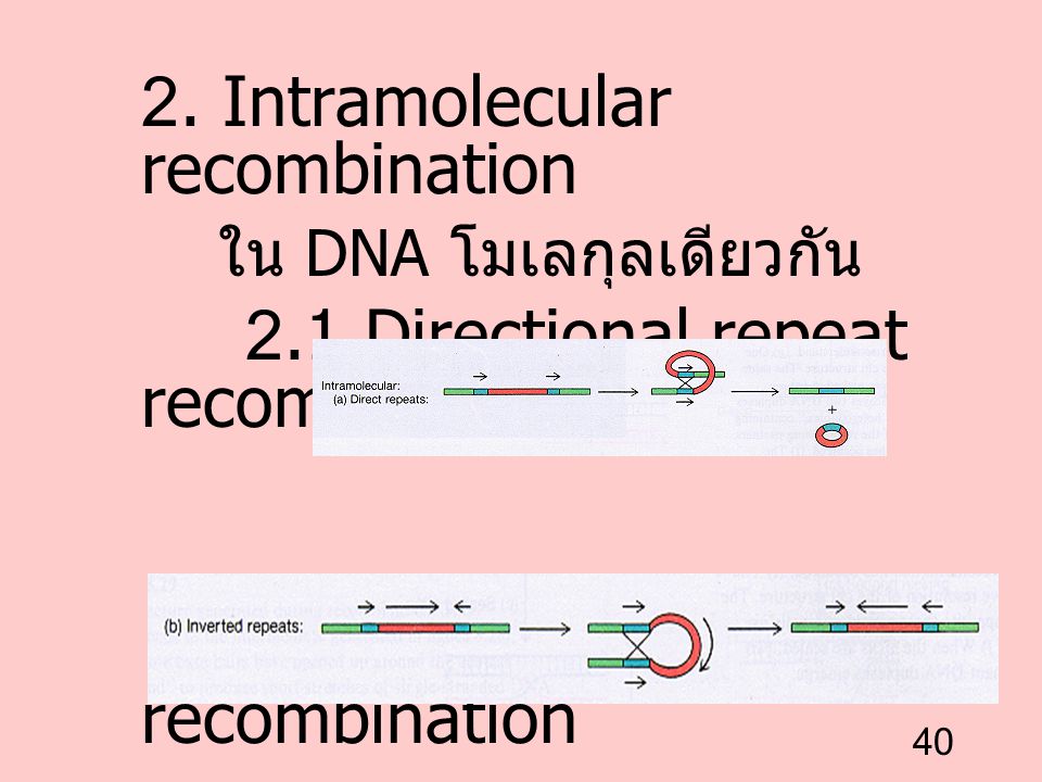 2. Intramolecular recombination
