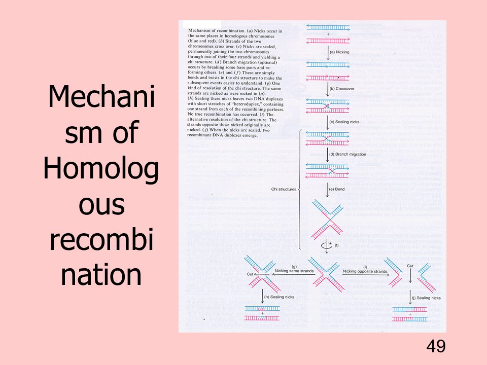 Mechanism of Homologous recombination