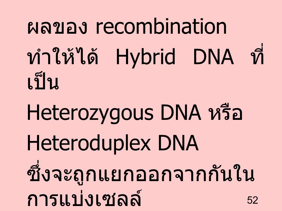 ผลของ recombination ทำให้ได้ Hybrid DNA ที่เป็น. Heterozygous DNA หรือ.