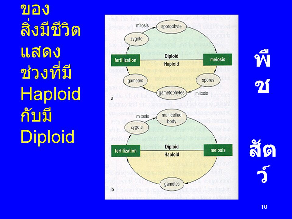 Life cycles ของสิ่งมีชีวิตแสดง ช่วงที่มี Haploid กับมี Diploid