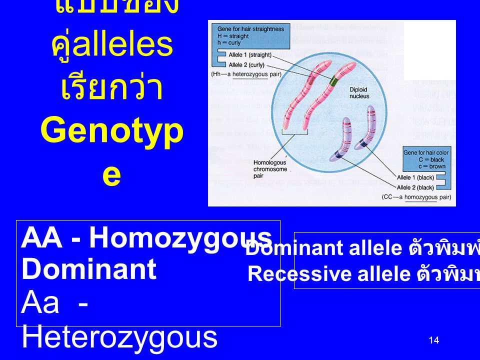 แบบของ คู่alleles เรียกว่า Genotype