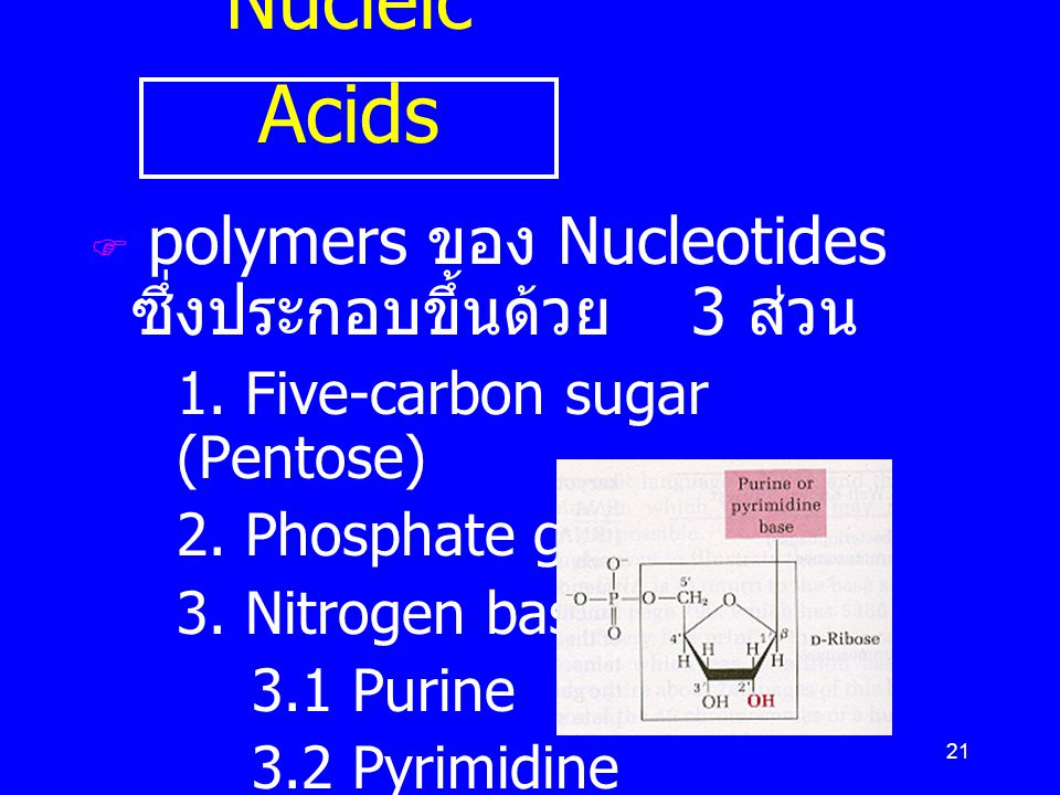 Nucleic Acids polymers ของ Nucleotides ซึ่งประกอบขึ้นด้วย 3 ส่วน