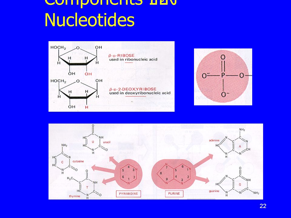 Components ของ Nucleotides