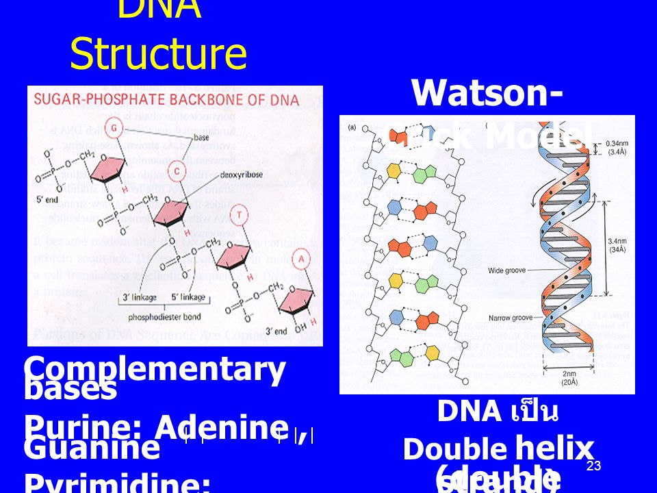 DNA Structure Watson-Crick Model Complementary bases