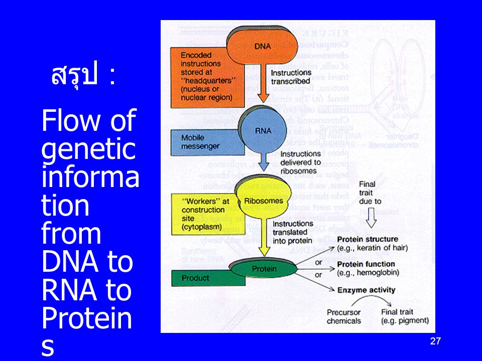 สรุป : Flow of genetic information from DNA to RNA to Proteins