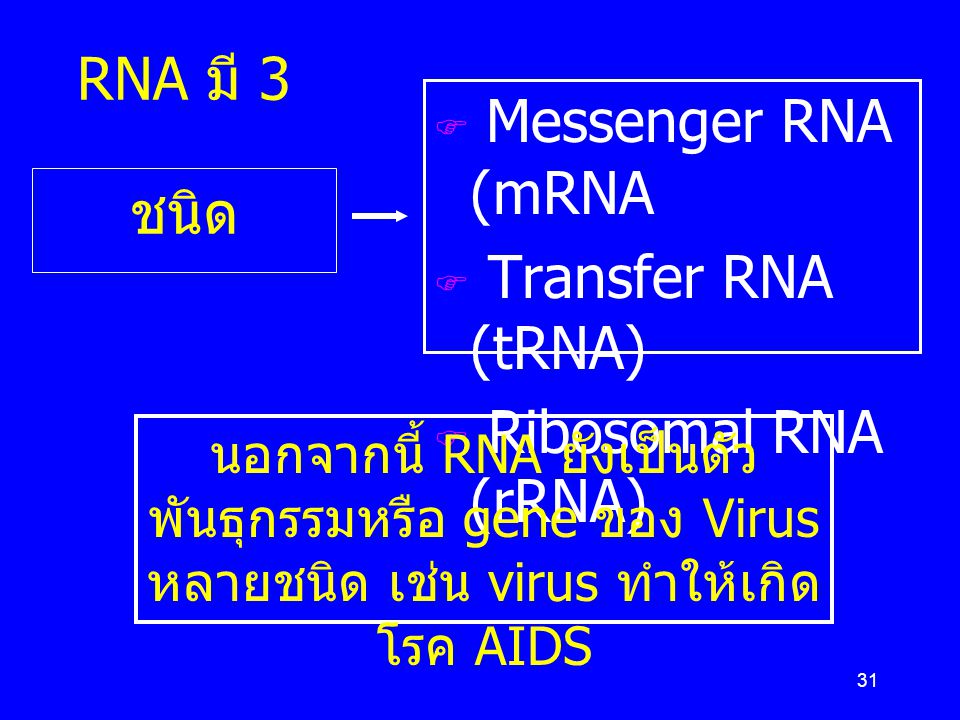 Messenger RNA (mRNA Transfer RNA (tRNA) RNA มี 3 ชนิด