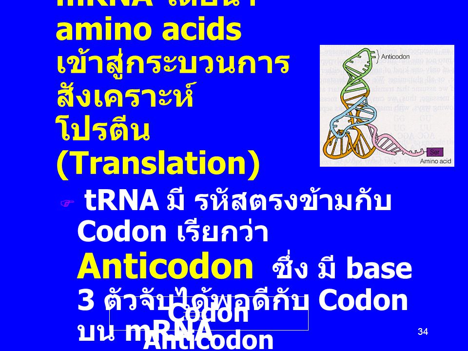 Transfer RNA (tRNA) เป็นผู้แปลหรืออ่านรหัสบน mRNA โดยนำ amino acids เข้าสู่กระบวนการสังเคราะห์ โปรตีน (Translation)