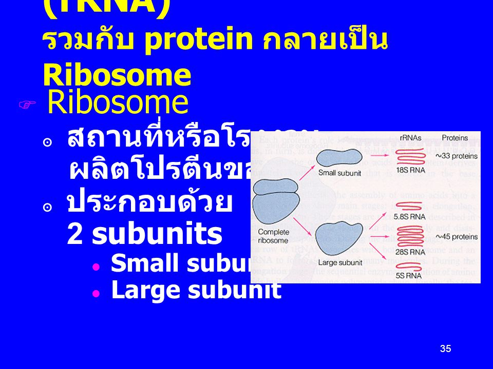 Ribosomal RNA (rRNA) รวมกับ protein กลายเป็น Ribosome
