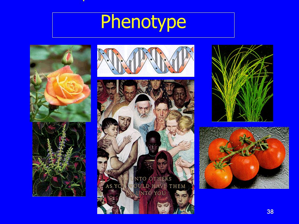 สรุป : From DNA to Phenotype