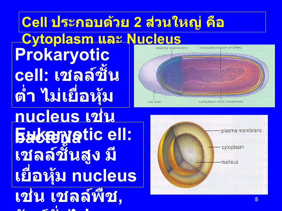 Prokaryotic cell: เชลล์ชั้นต่ำ ไม่เยื่อหุ้ม nucleus เช่น bacteria