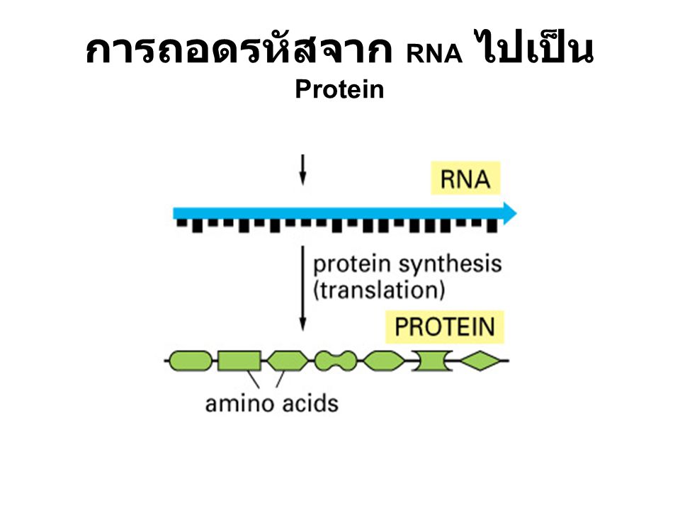 การถอดรหัสจาก RNA ไปเป็น Protein