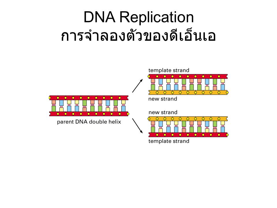 DNA Replication การจำลองตัวของดีเอ็นเอ