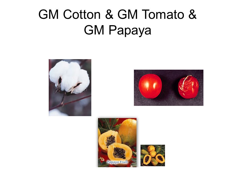 GM Cotton & GM Tomato & GM Papaya