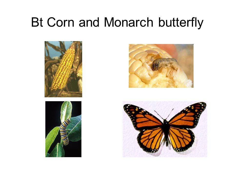 Bt Corn and Monarch butterfly