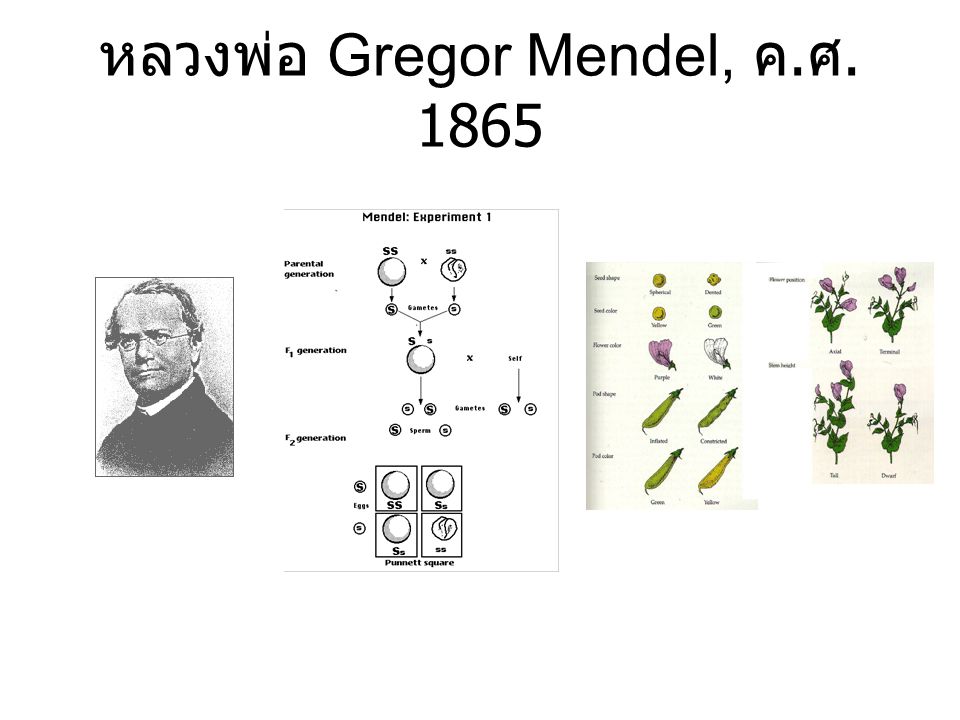 หลวงพ่อ Gregor Mendel, ค.ศ. 1865