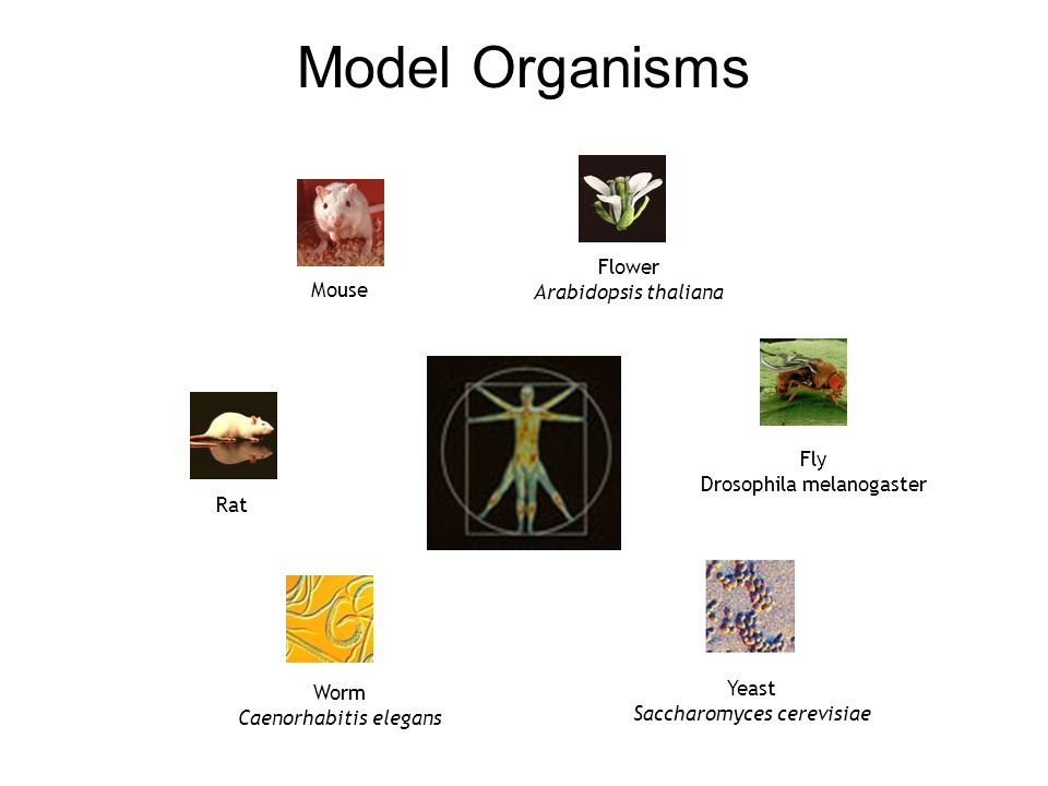 Model Organisms Flower Arabidopsis thaliana Mouse Fly