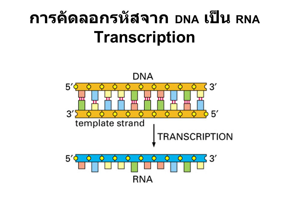 การคัดลอกรหัสจาก DNA เป็น RNA Transcription