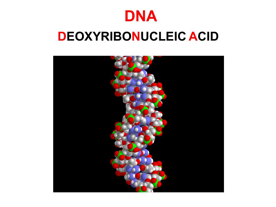 DNA DEOXYRIBONUCLEIC ACID