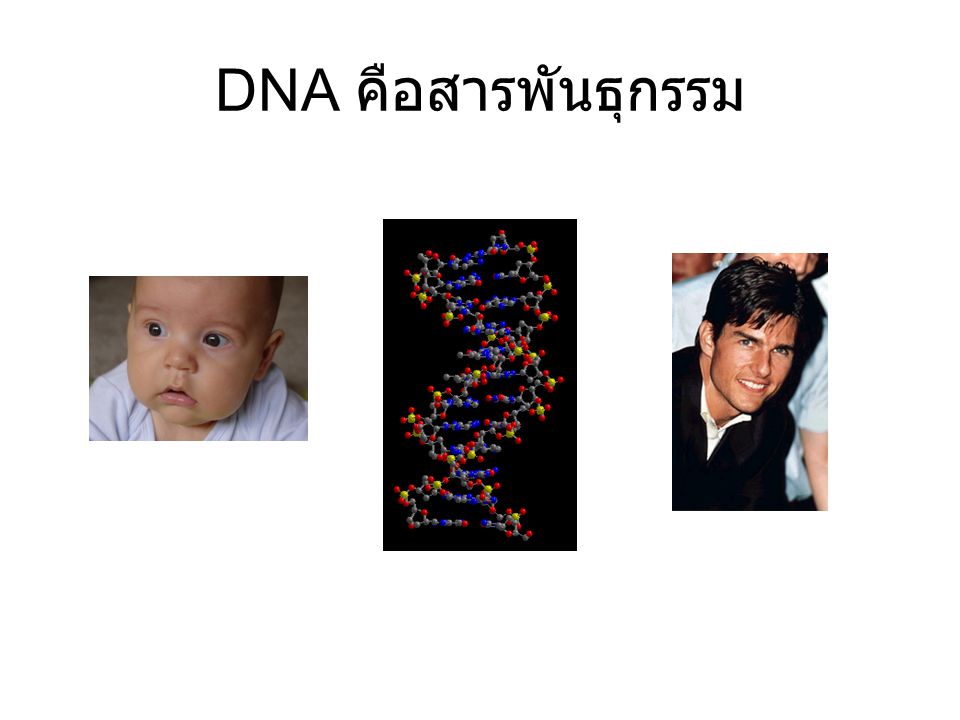 DNA คือสารพันธุกรรม