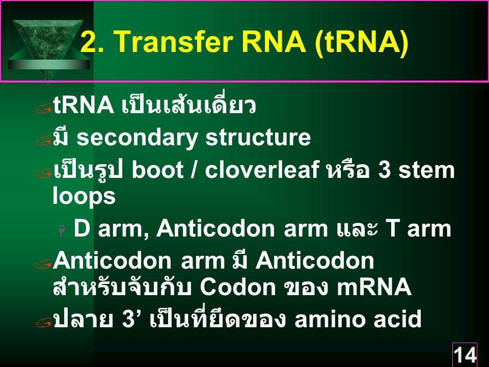 2. Transfer RNA (tRNA) tRNA เป็นเส้นเดี่ยว มี secondary structure