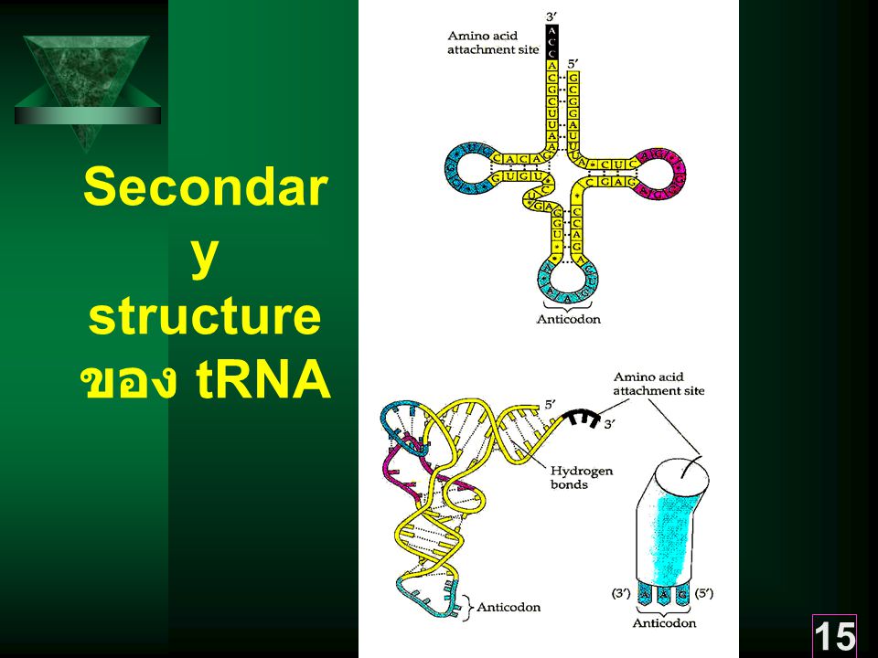 Secondary structure ของ tRNA