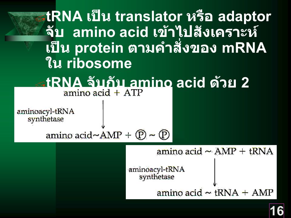 tRNA เป็น translator หรือ adaptor จับ amino acid เข้าไปสังเคราะห์เป็น protein ตามคำสั่งของ mRNA ใน ribosome