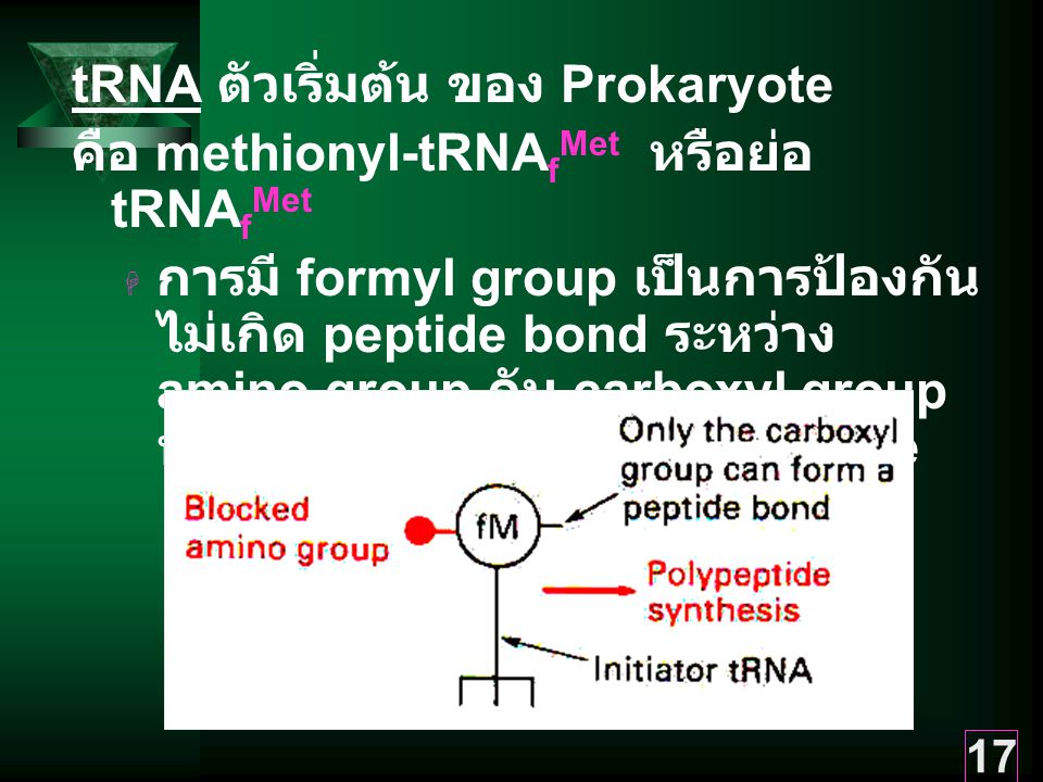 tRNA ตัวเริ่มต้น ของ Prokaryote