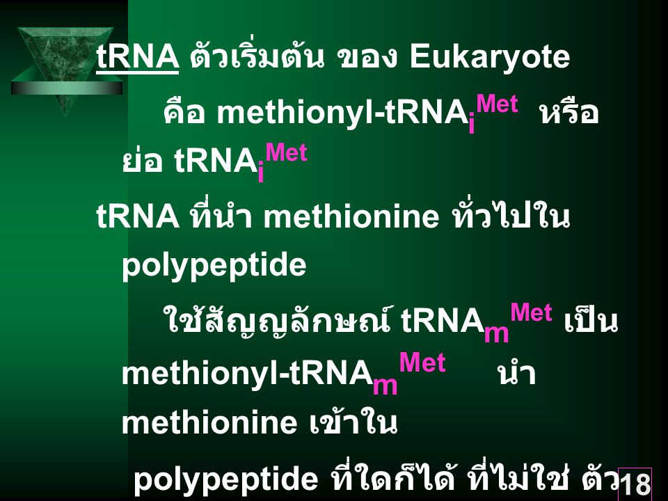 tRNA ตัวเริ่มต้น ของ Eukaryote