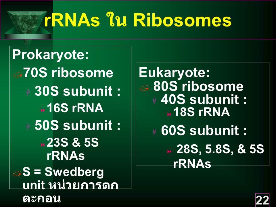 rRNAs ใน Ribosomes Prokaryote: 70S ribosome 30S subunit : Eukaryote: