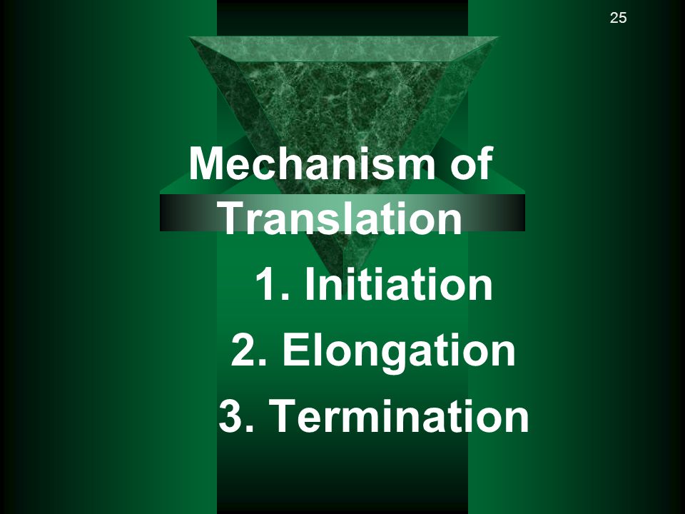 Mechanism of Translation 1. Initiation 2. Elongation 3. Termination