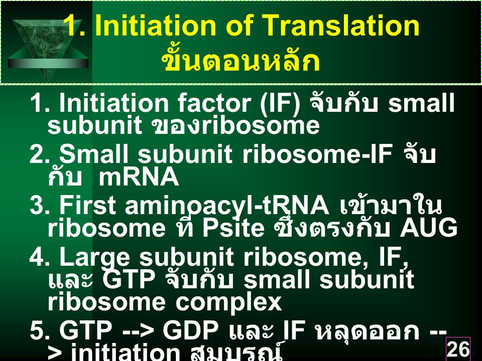 1. Initiation of Translation ขั้นตอนหลัก