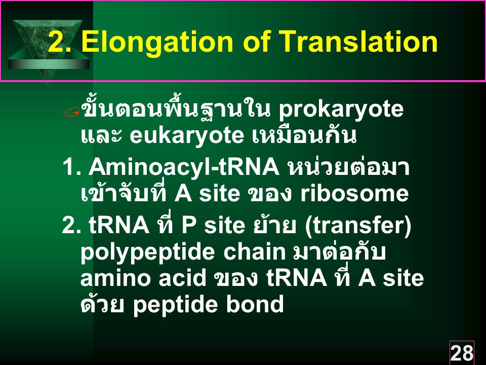 2. Elongation of Translation