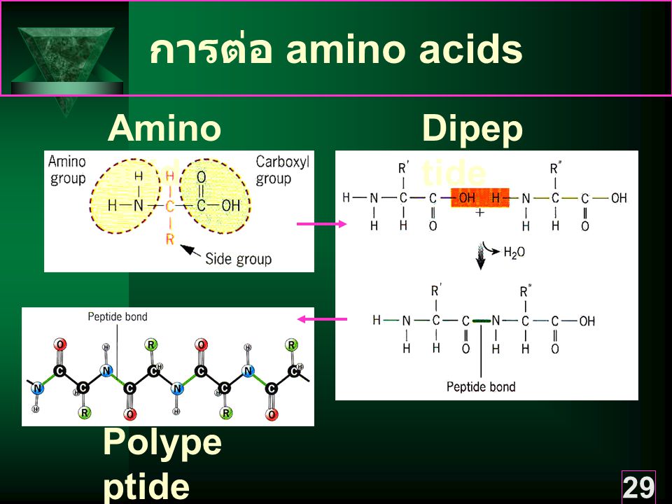 การต่อ amino acids Amino acid Dipeptide Polypeptide