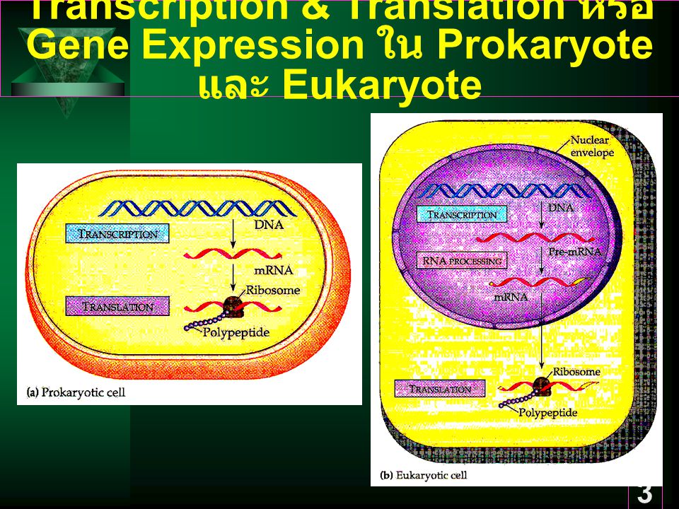 Transcription & Translation หรือ Gene Expression ใน Prokaryote และ Eukaryote