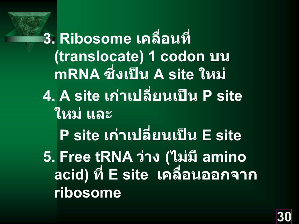 3. Ribosome เคลื่อนที่ (translocate) 1 codon บน mRNA ซึ่งเป็น A site ใหม่