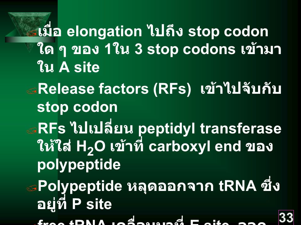เมื่อ elongation ไปถึง stop codon ใด ๆ ของ 1ใน 3 stop codons เข้ามาใน A site