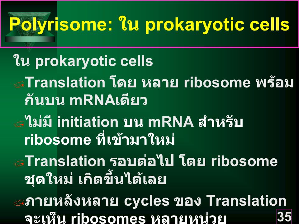 Polyrisome: ใน prokaryotic cells