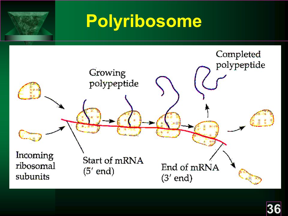 Polyribosome