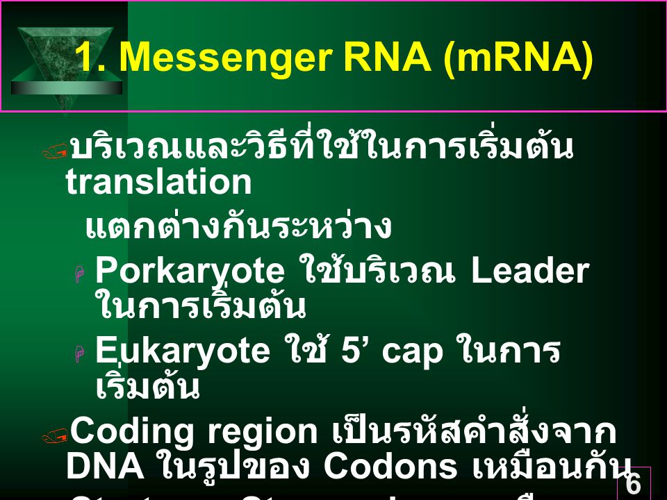 1. Messenger RNA (mRNA) บริเวณและวิธีที่ใช้ในการเริ่มต้น translation