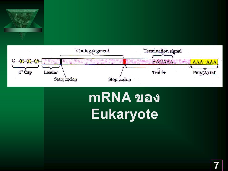 mRNA ของ Eukaryote