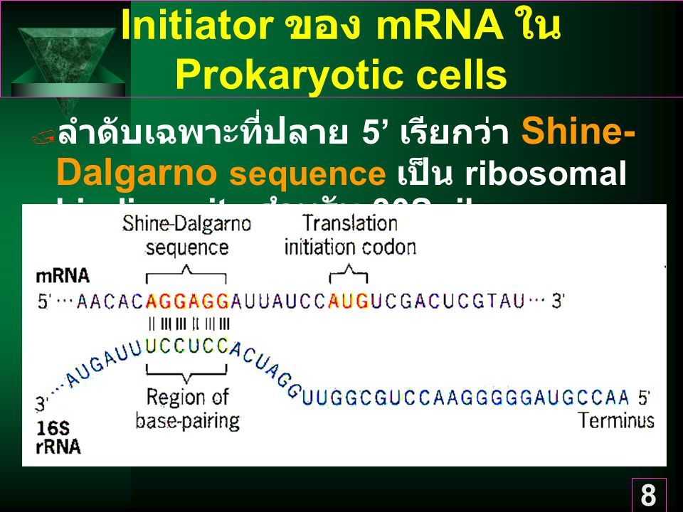 Initiator ของ mRNA ใน Prokaryotic cells