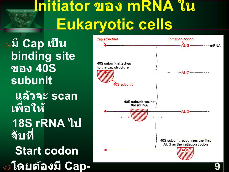 Initiator ของ mRNA ใน Eukaryotic cells