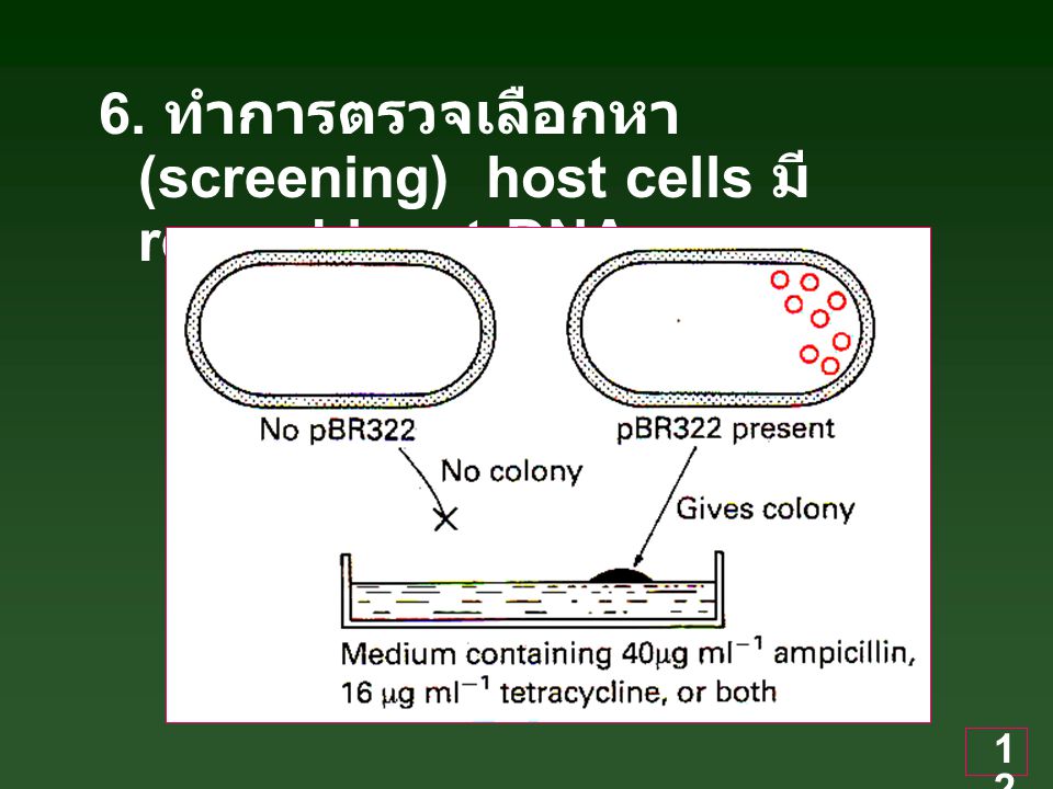 6. ทำการตรวจเลือกหา (screening) host cells มี recombinant DNA