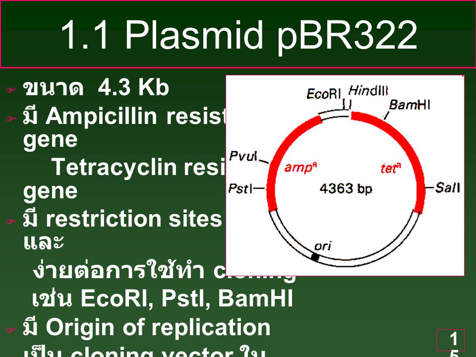1.1 Plasmid pBR322 ขนาด 4.3 Kb มี Ampicillin resisteant gene